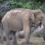 スリランカのボートサファリで遭遇した5本足な象